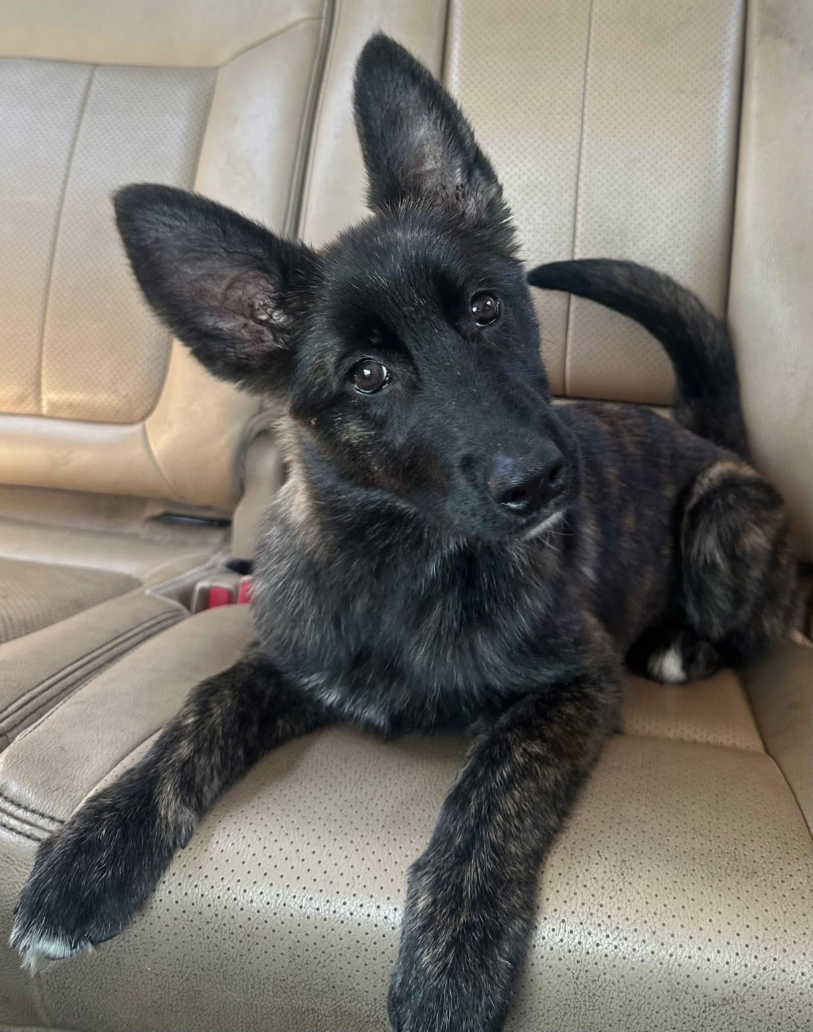 Stevie , ADOPTABLE, Young Female German Shepherd Dog & Belgian Shepherd / Malinois.