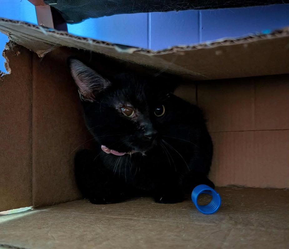 Cheedo, Adoptable, Kitten Female Domestic Short Hair.