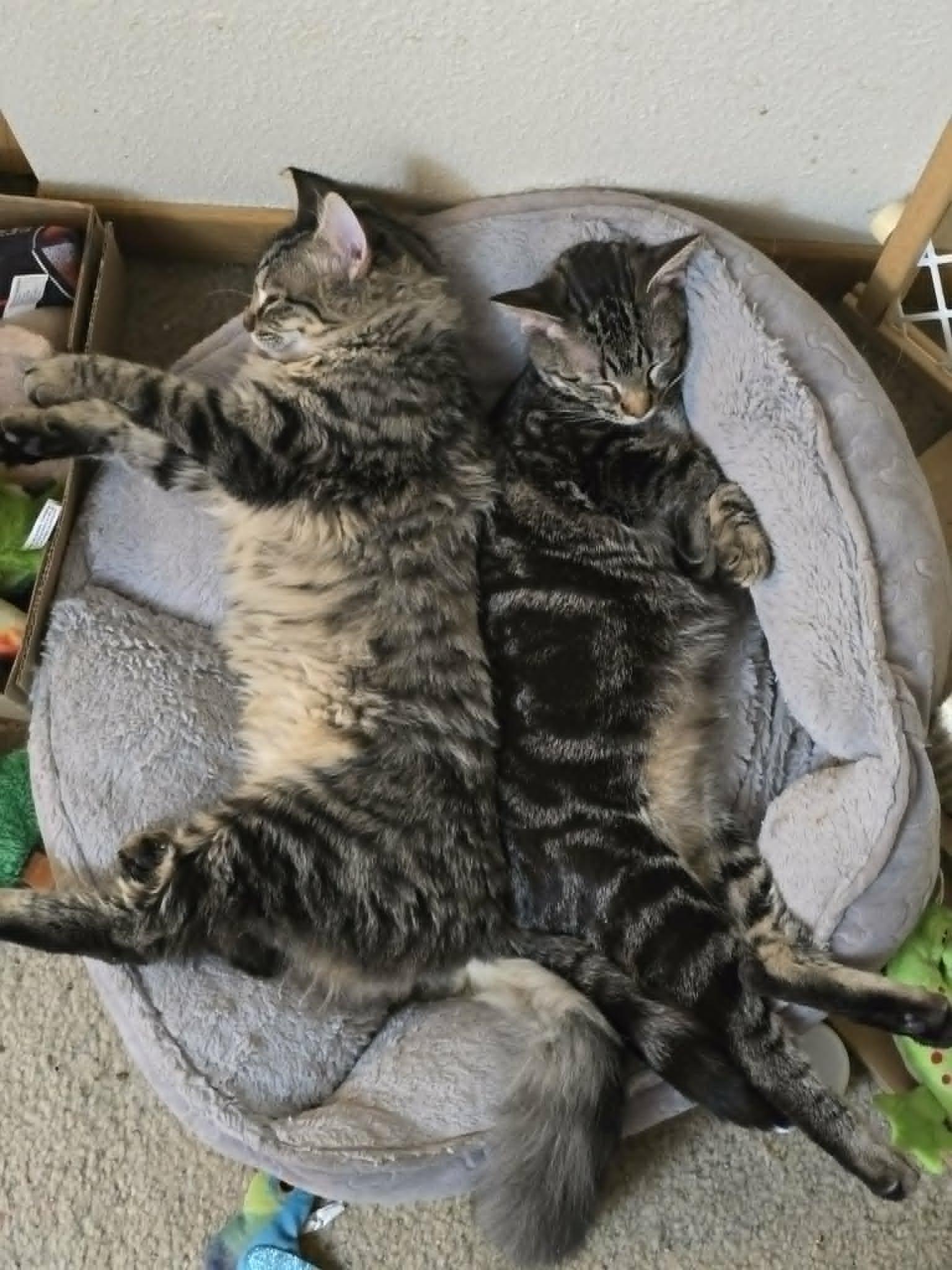 Marbles and Jacks, ADOPTABLE, Young Female Domestic Long Hair.