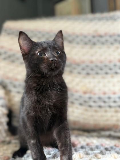 Saltine, Adoptable, Adult Female Domestic Short Hair & Domestic Short Hair.