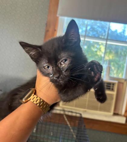 Enlarge Saltine, a Adoptable Domestic Short Hair in Berwick, PA image 2/2