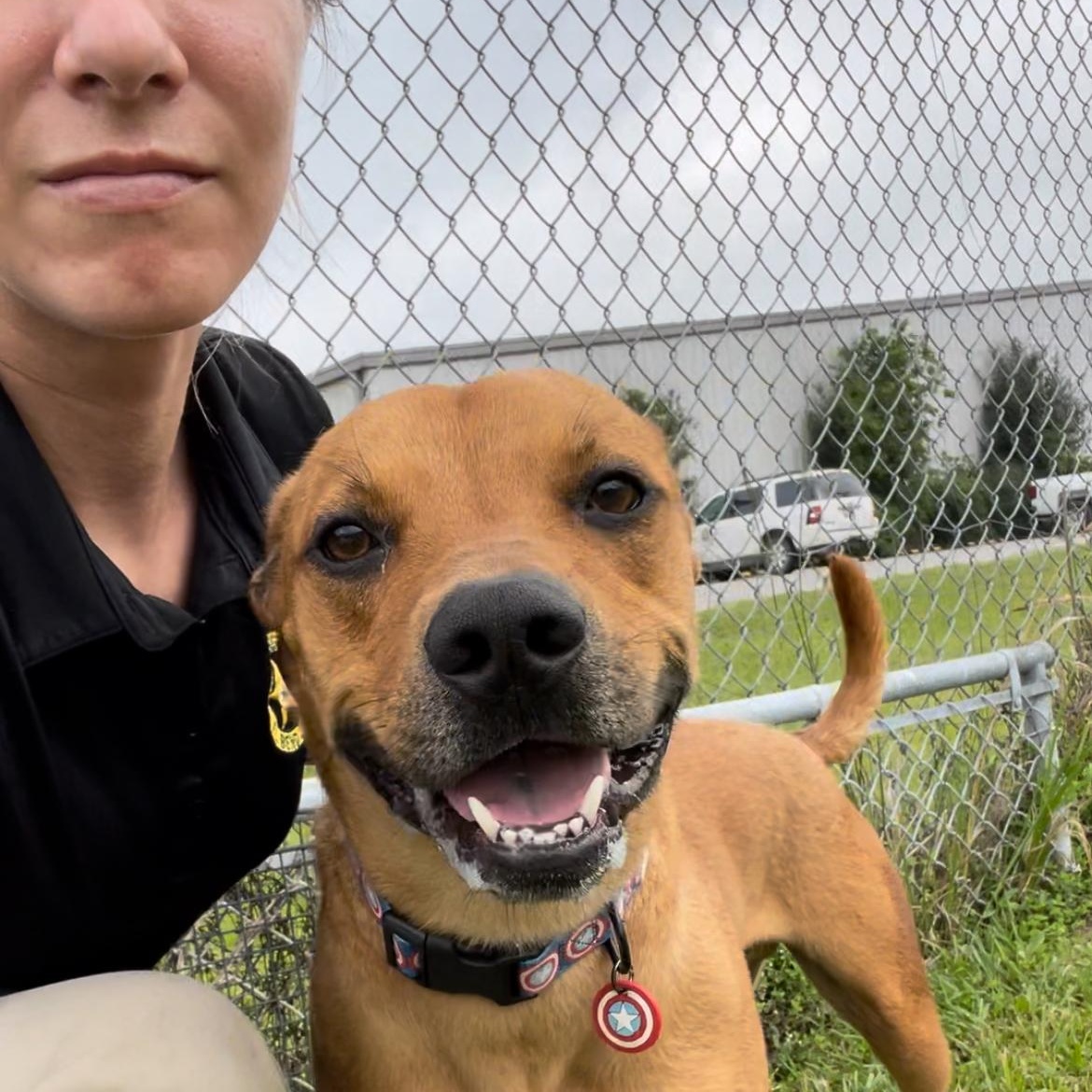 Enlarge Jersey, a Adoptable mixed breed in Tacoma, WA image 2/5