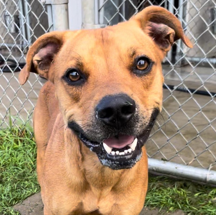 Enlarge Jersey, a Adoptable mixed breed in Tacoma, WA image 4/5