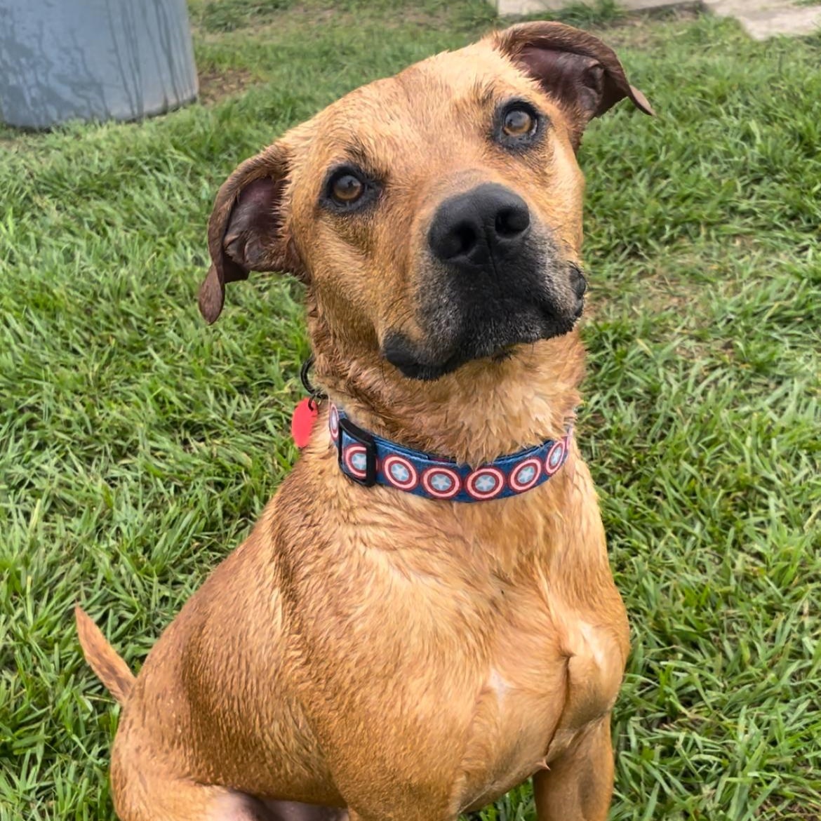 Enlarge Jersey, a Adoptable mixed breed in Tacoma, WA image 5/5
