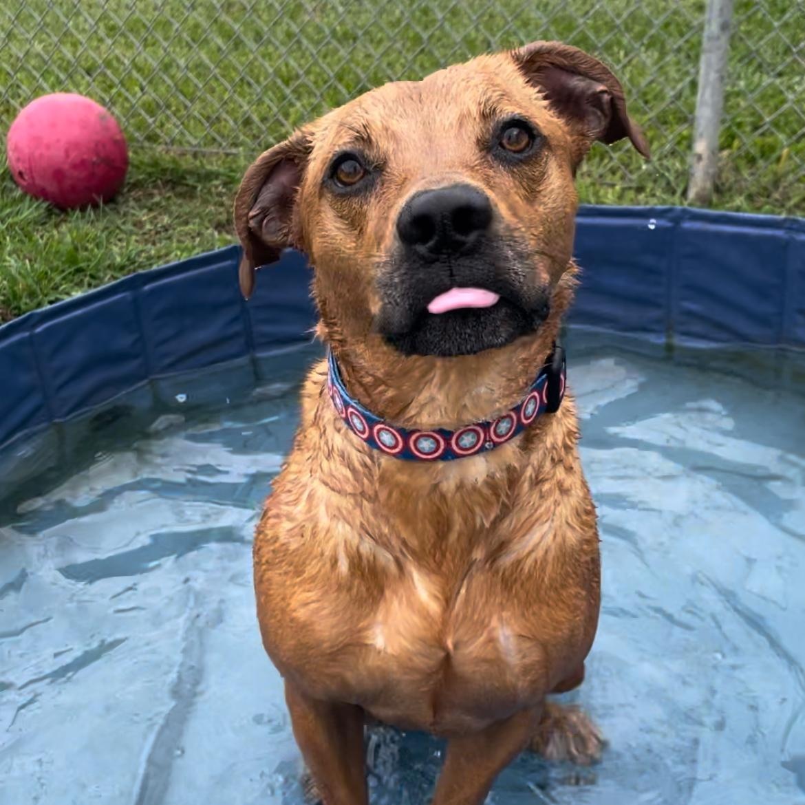 Jersey, Adoptable, Adult Male Black Mouth Cur & Boxer.