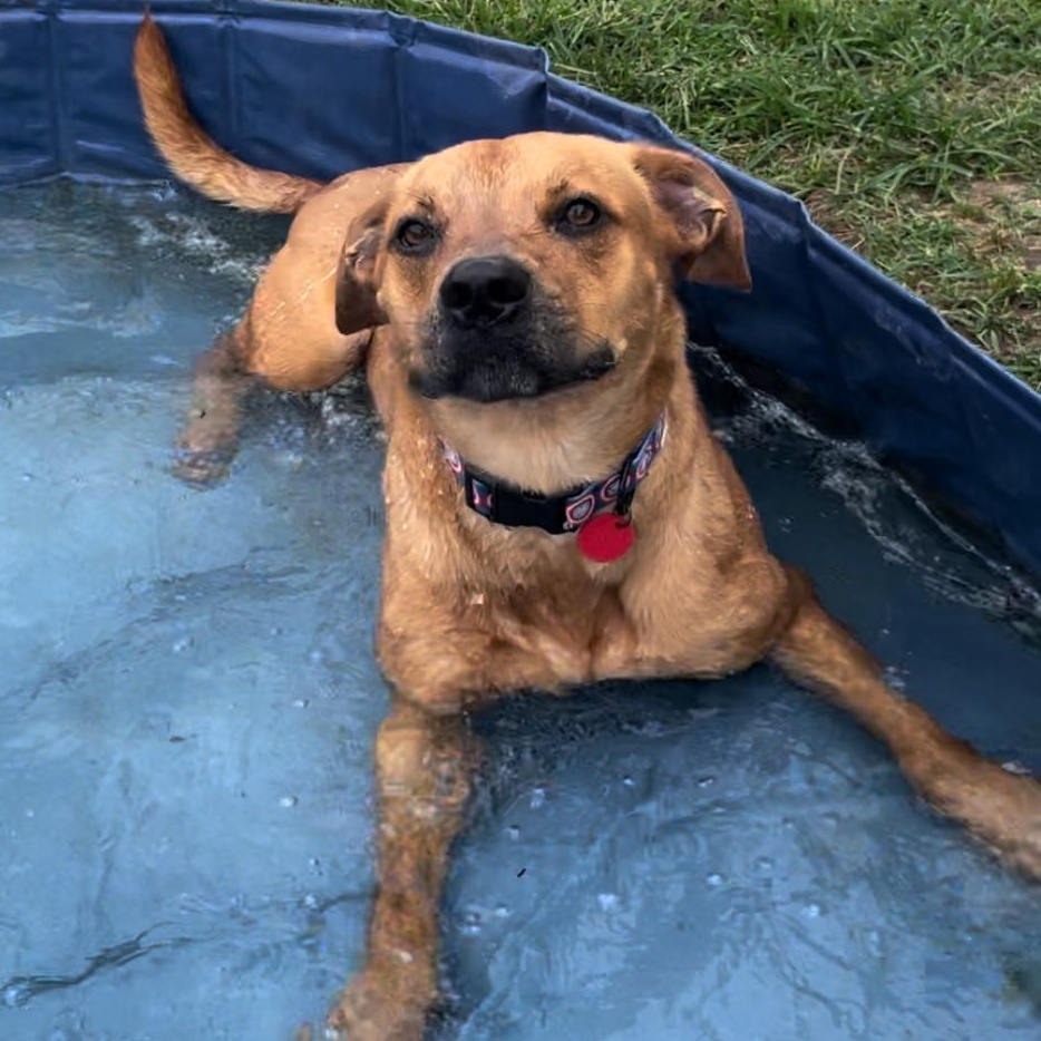 Enlarge Jersey, a Adoptable mixed breed in Tacoma, WA image 3/5