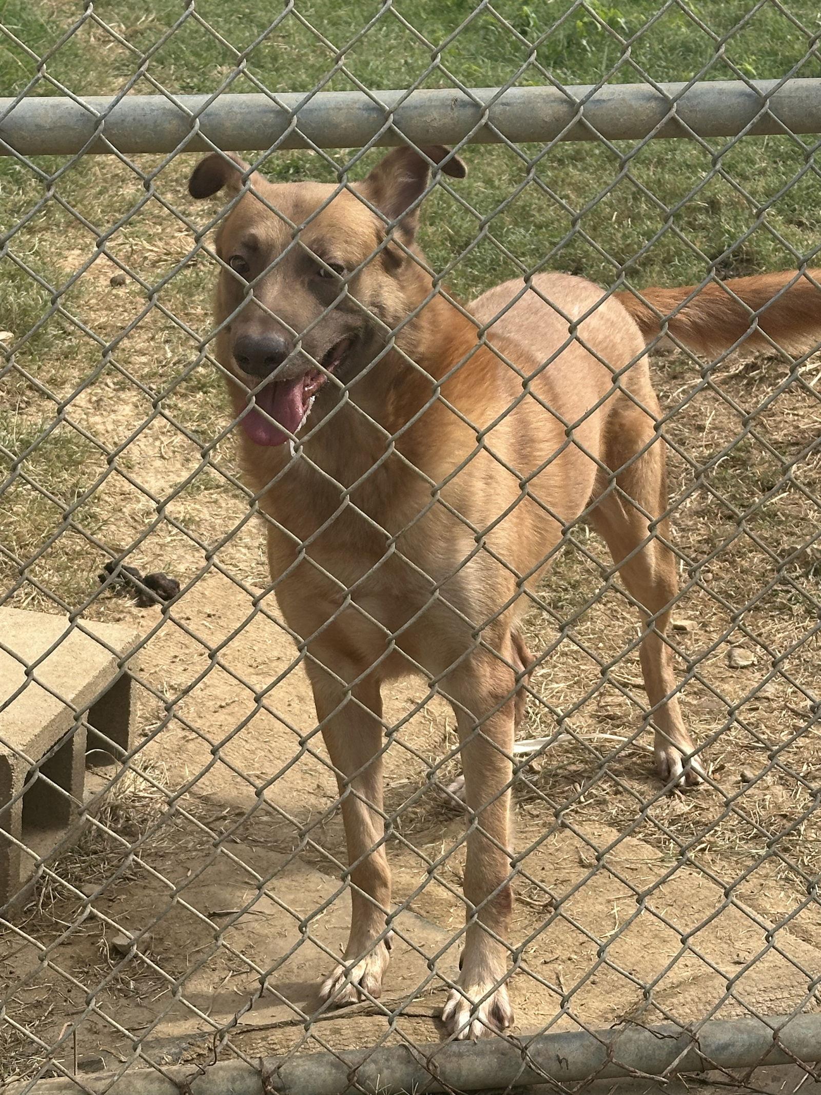 Enlarge Bo, a Adoptable German Shepherd Dog in Jackson, MS image 1/1