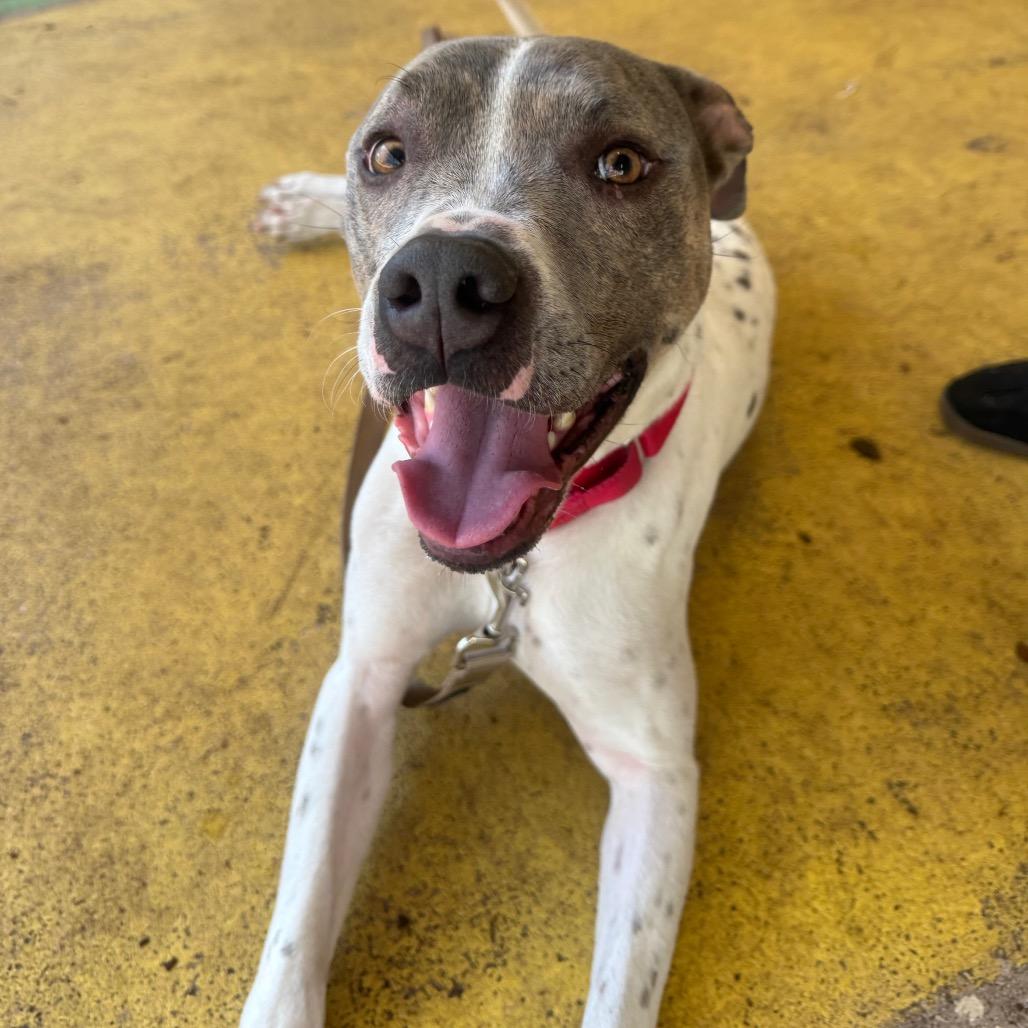 Buster, Adoptable, Adult Male Mixed Breed & Mixed Breed.