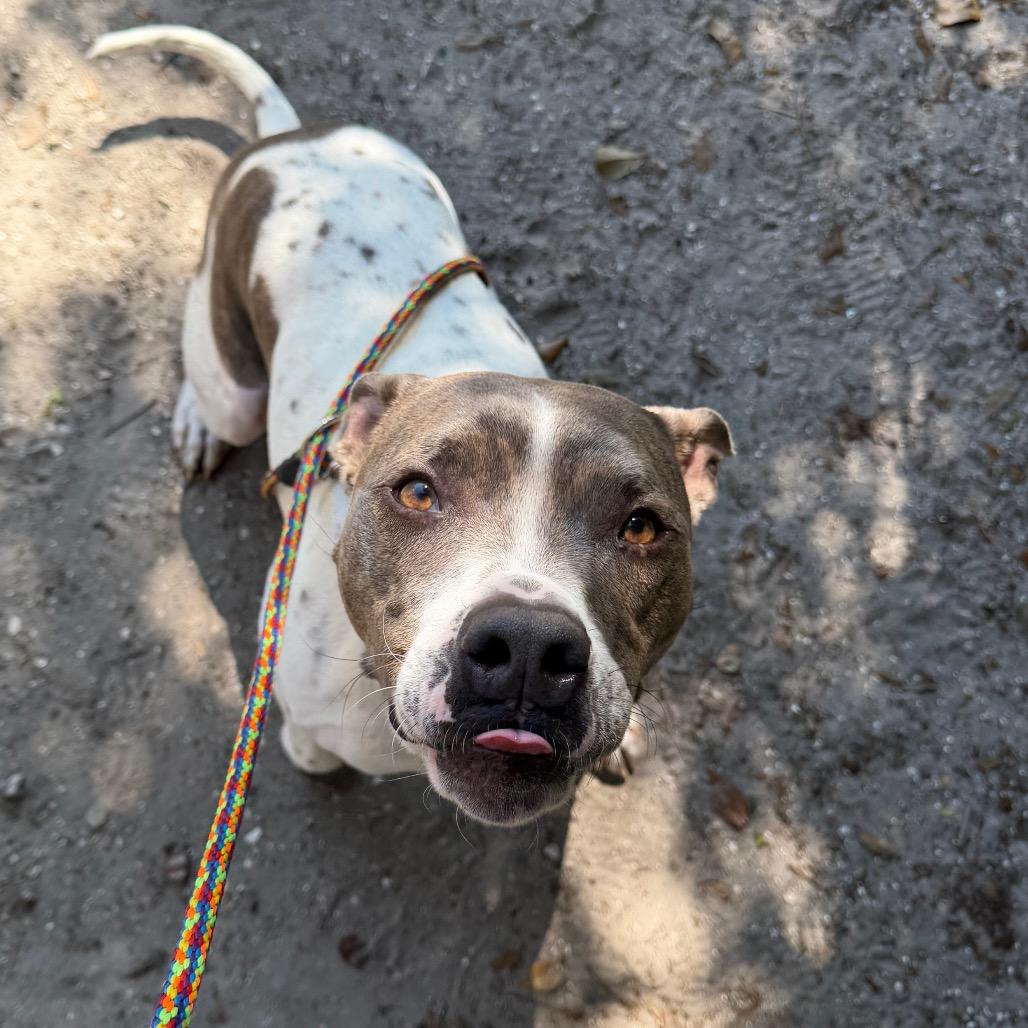 Enlarge Buster, a Adoptable mixed breed in Titusville, FL image 2/6