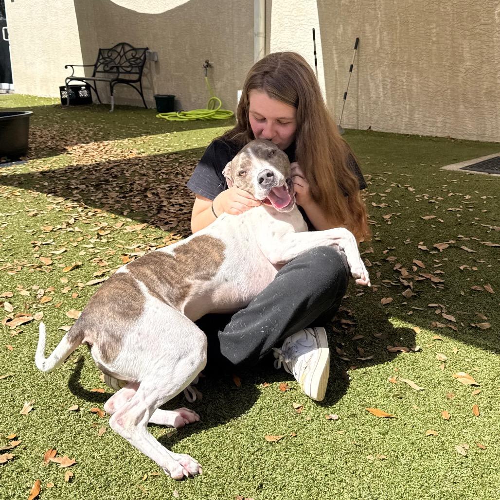 Enlarge Buster, a Adoptable mixed breed in Titusville, FL image 2/6
