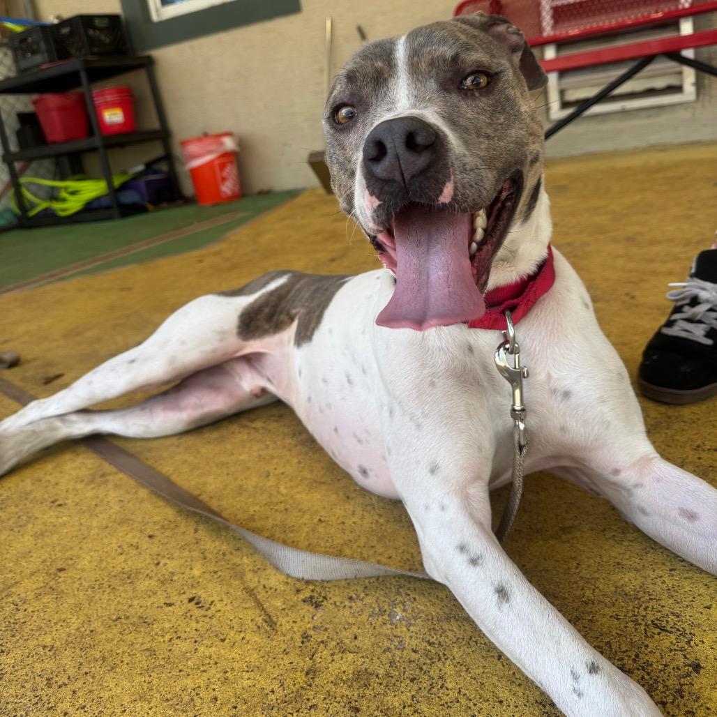 Enlarge Buster, a Adoptable mixed breed in Titusville, FL image 3/6