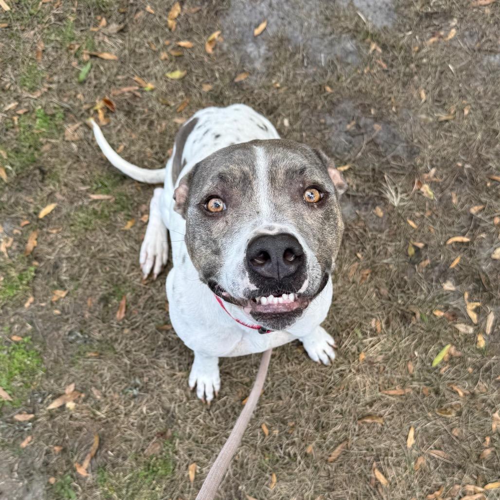 Enlarge Buster, a Adoptable mixed breed in Titusville, FL image 4/6