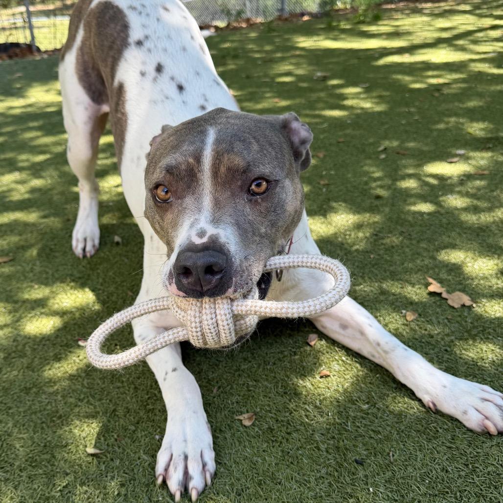 Enlarge Buster, a Adoptable mixed breed in Titusville, FL image 4/6