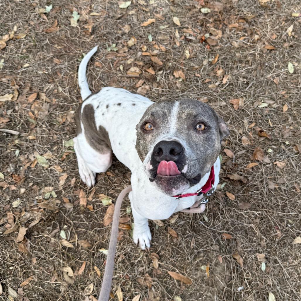 Enlarge Buster, a Adoptable mixed breed in Titusville, FL image 5/6