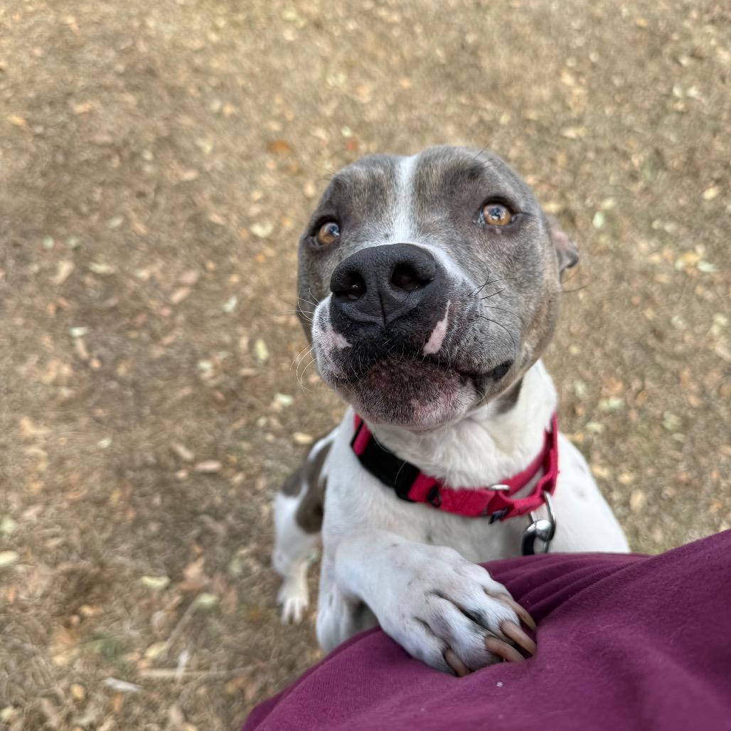 Enlarge Buster, a Adoptable mixed breed in Titusville, FL image 6/6