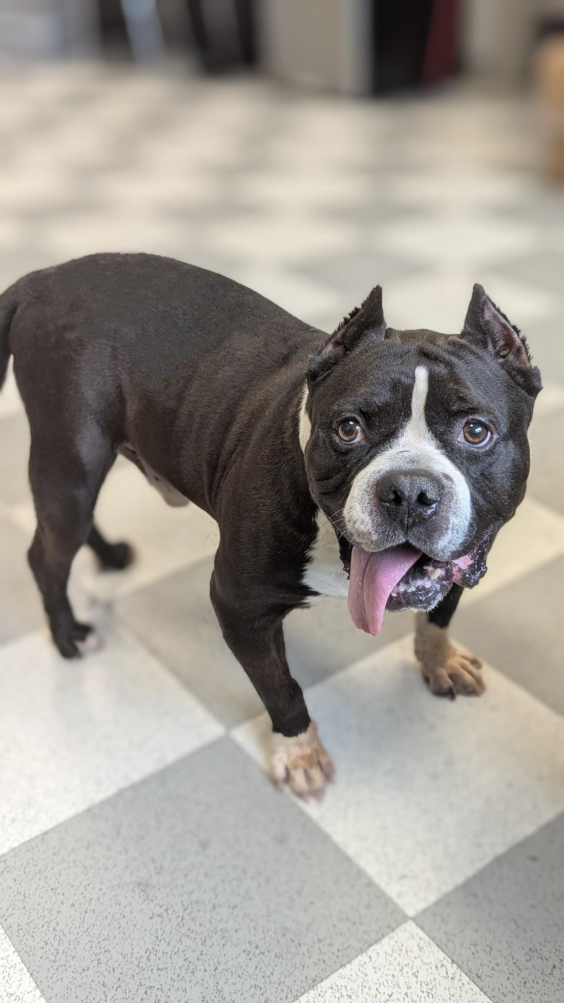 Enlarge Melvin, an adoptable Mixed Breed in Benton Harbor, MI image 3/4