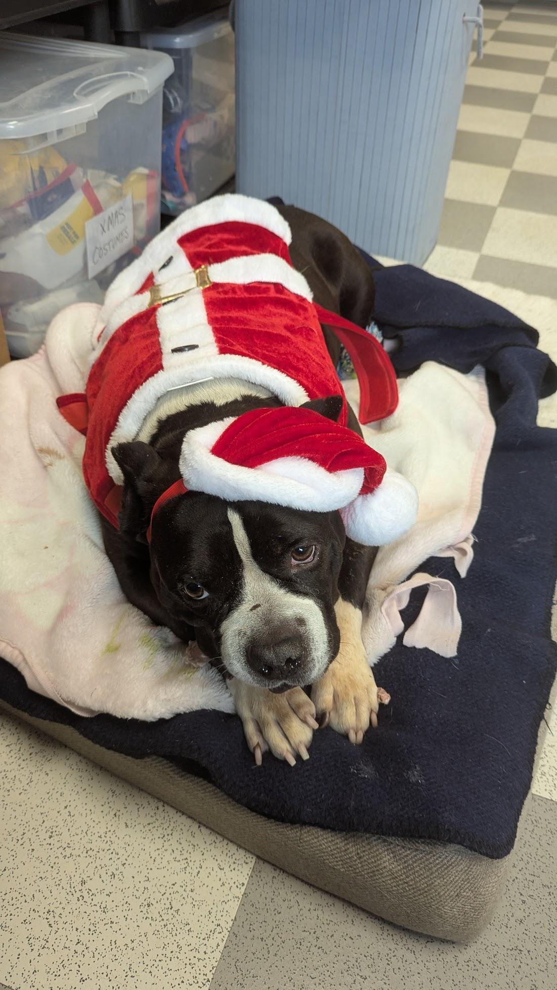 Enlarge Melvin, an adoptable Mixed Breed in Benton Harbor, MI image 2/4