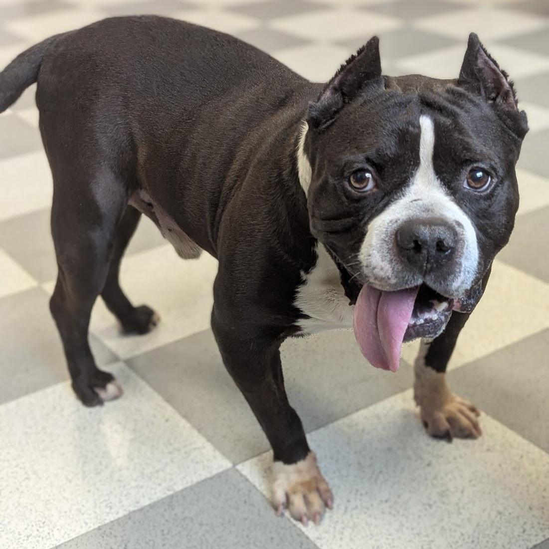 Enlarge Melvin, an adoptable Mixed Breed in Benton Harbor, MI image 1/4