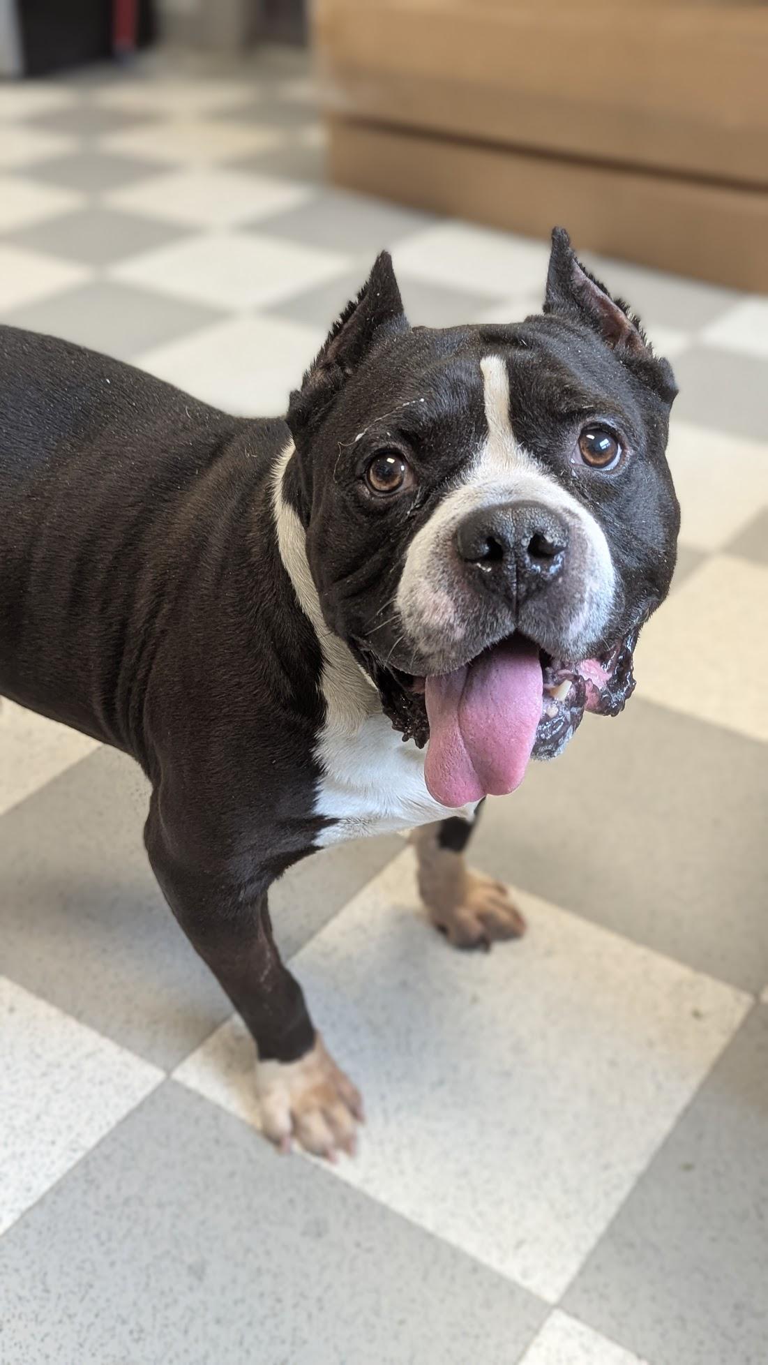 Enlarge Melvin, an adoptable Mixed Breed in Benton Harbor, MI image 4/4