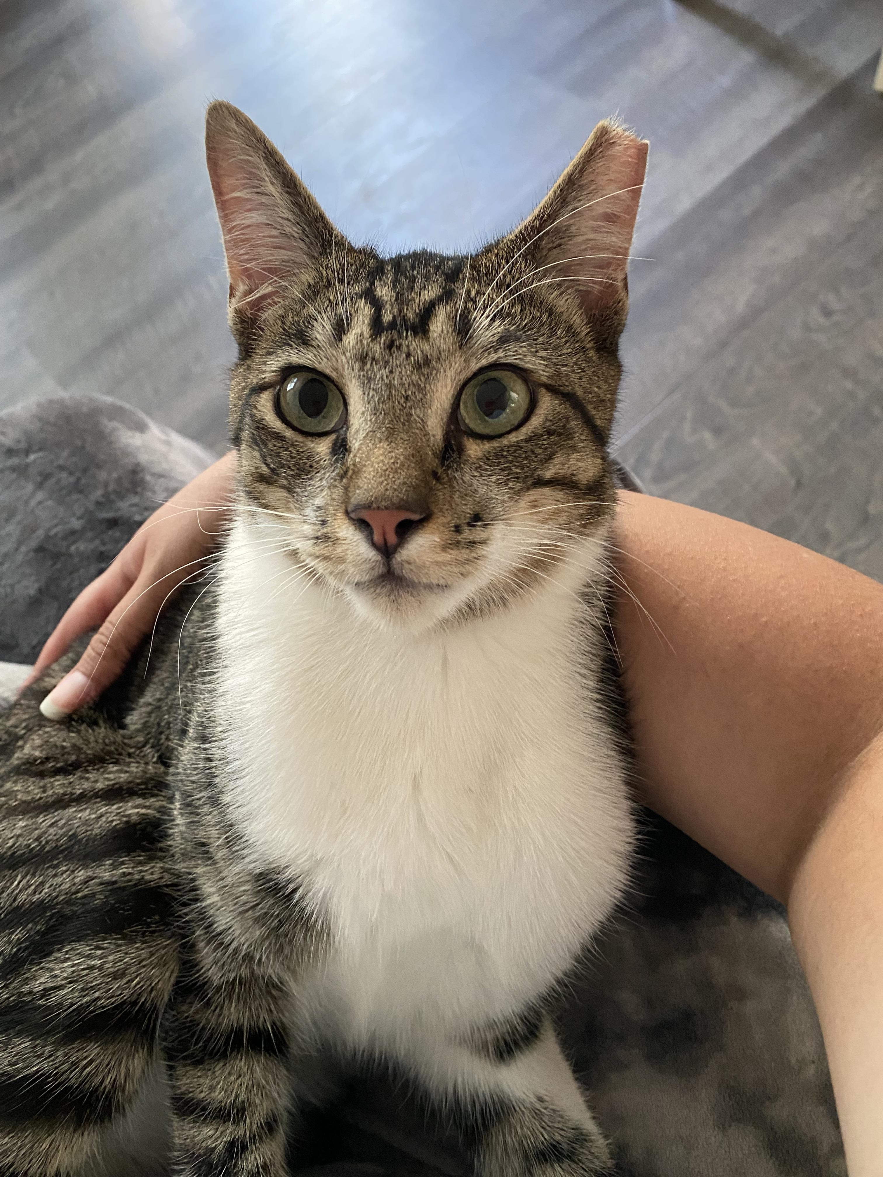 Twix, a Adopted mixed breed in Elk Grove, CA image 2/2