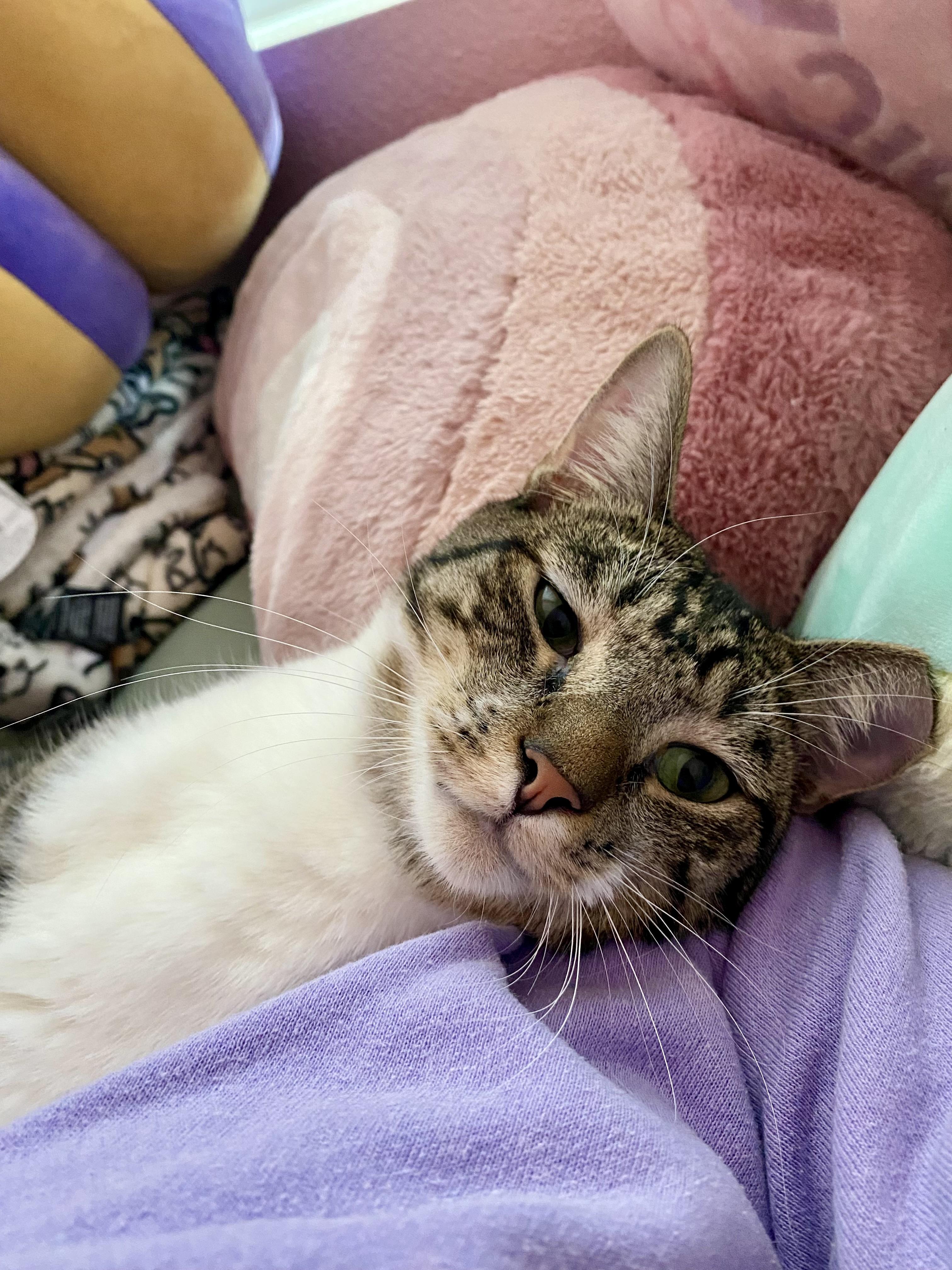 Twix, a Adopted mixed breed in Elk Grove, CA image 1/2