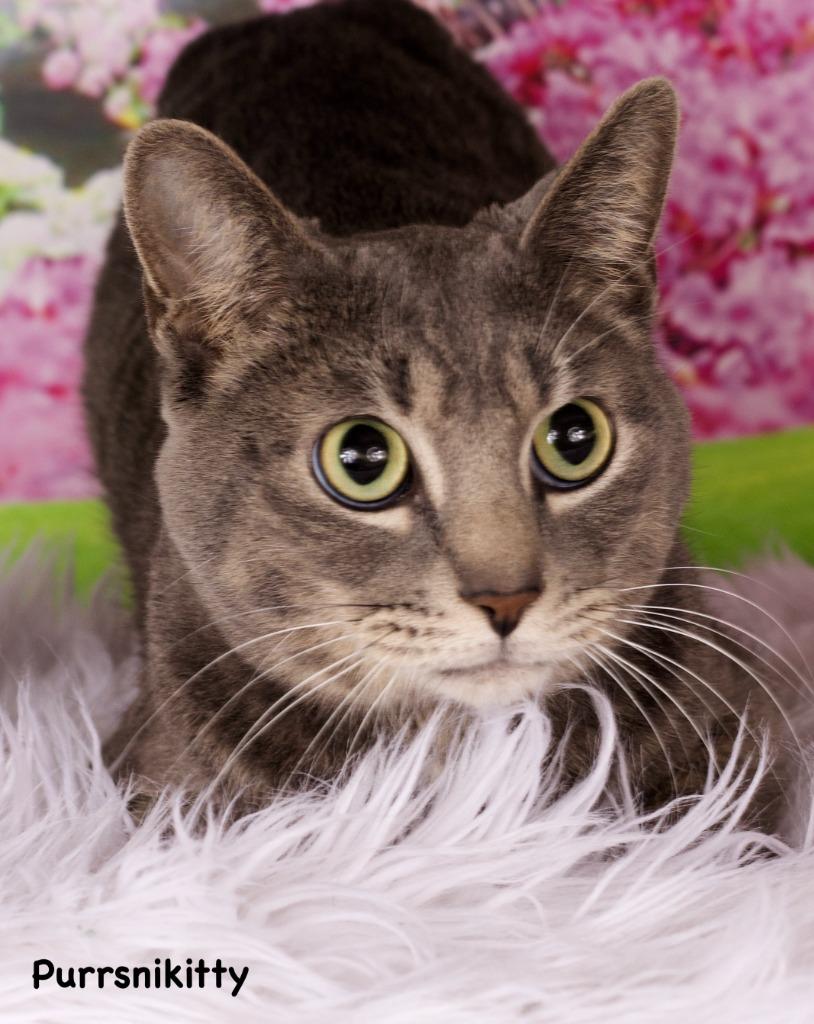 Purrsnickitty, Adoptable, Adult Male Domestic Short Hair.