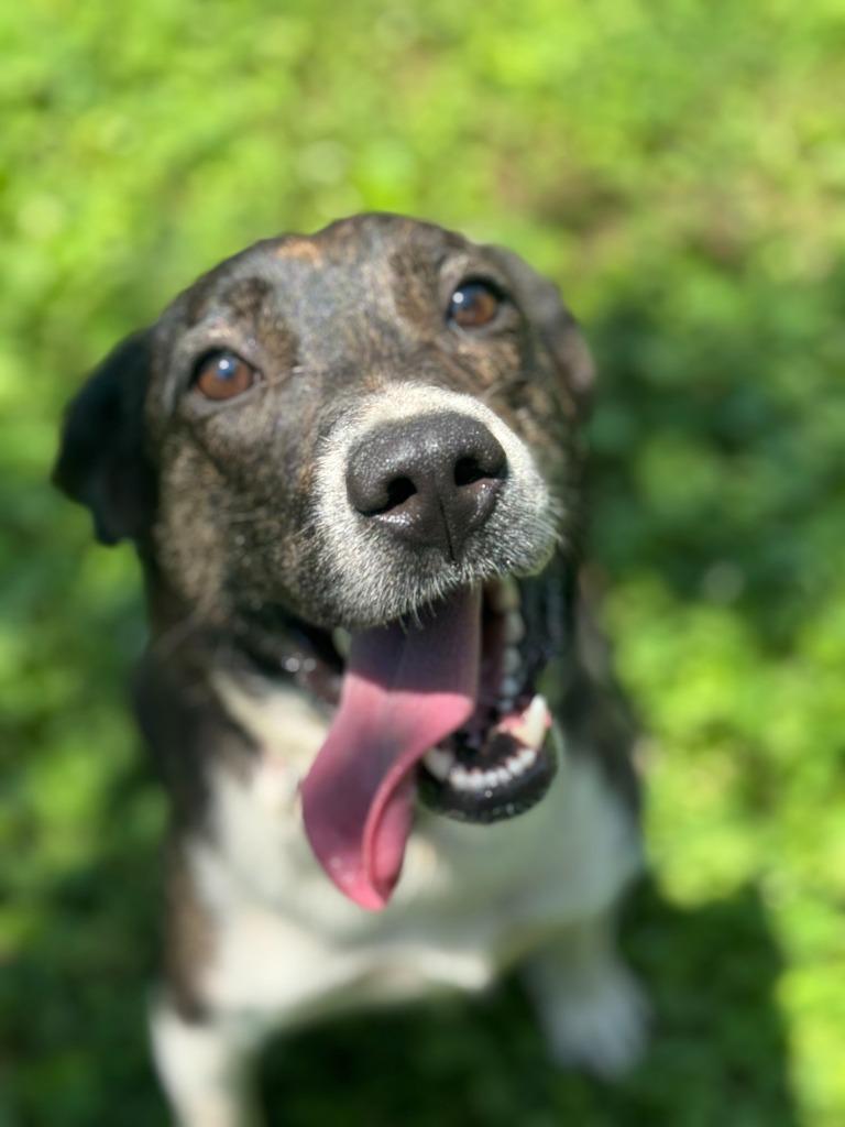 Enlarge Imogen, a Adoptable mixed breed in Russellville, KY image 1/6