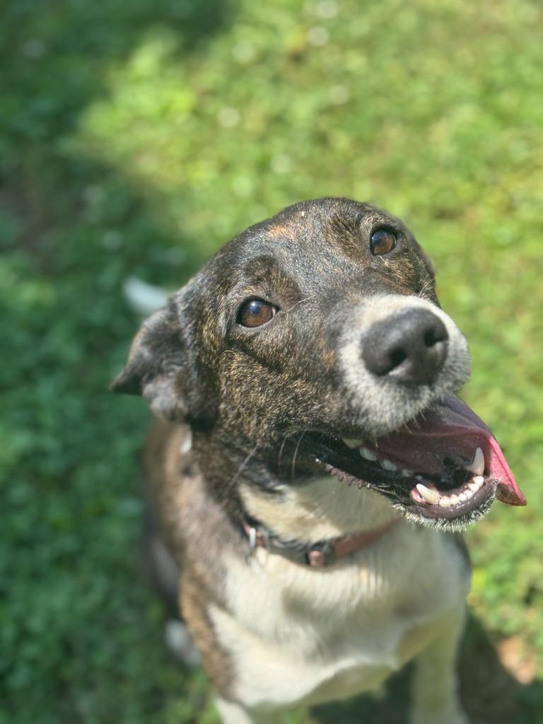 Imogen, Adoptable, Adult Female Mixed Breed.