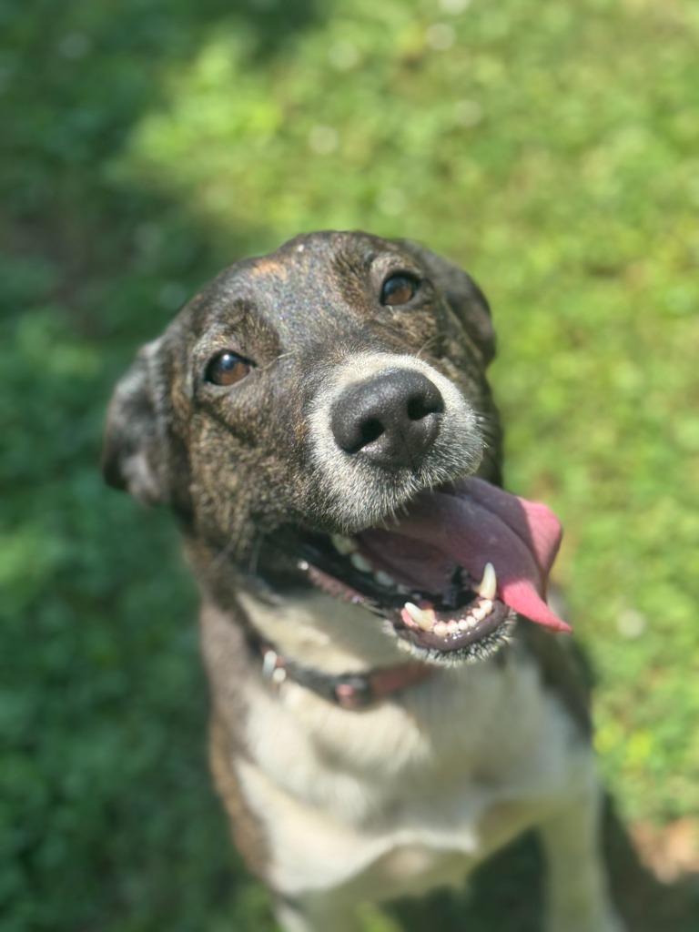 Enlarge Imogen, a Adoptable mixed breed in Russellville, KY image 2/6