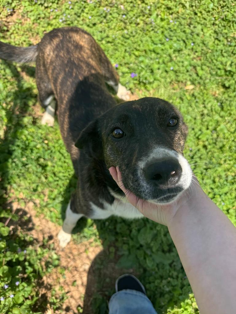 Enlarge Imogen, a Adoptable mixed breed in Russellville, KY image 4/6