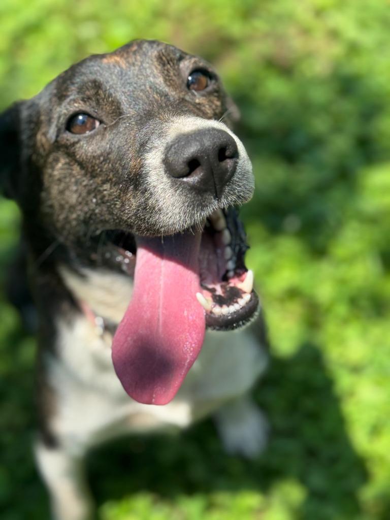 Enlarge Imogen, a Adoptable mixed breed in Russellville, KY image 3/6