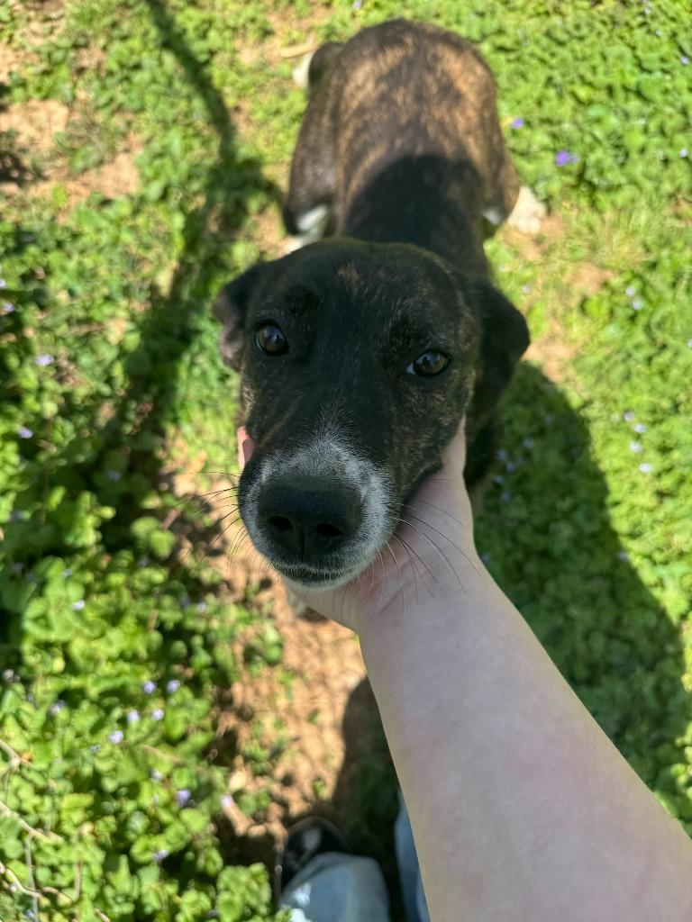 Enlarge Imogen, a Adoptable mixed breed in Russellville, KY image 6/6