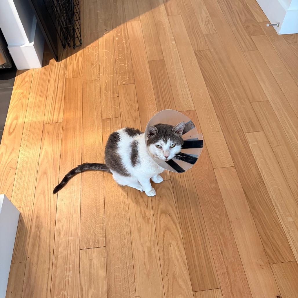 McFlurry, Adoptable, Adult Male Domestic Short Hair.