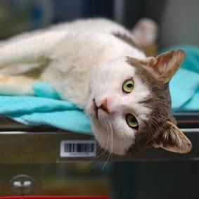 Enlarge McFlurry, a Adoptable Domestic Short Hair in New York, NY image 2/6