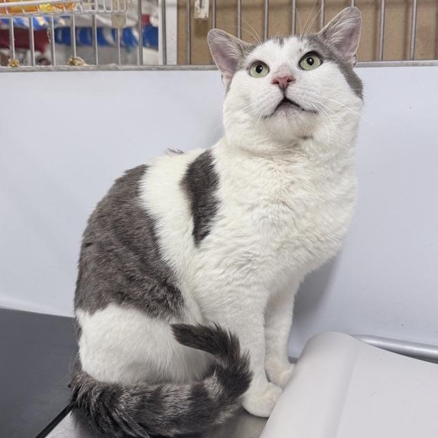 Enlarge McFlurry, a Adoptable Domestic Short Hair in New York, NY image 3/6