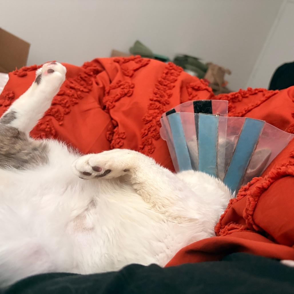 Enlarge McFlurry, a Adoptable Domestic Short Hair in New York, NY image 4/6