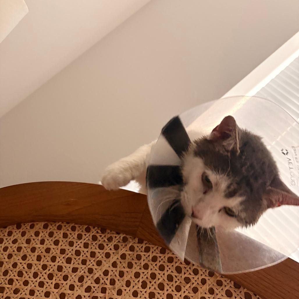 Enlarge McFlurry, a Adoptable Domestic Short Hair in New York, NY image 5/6