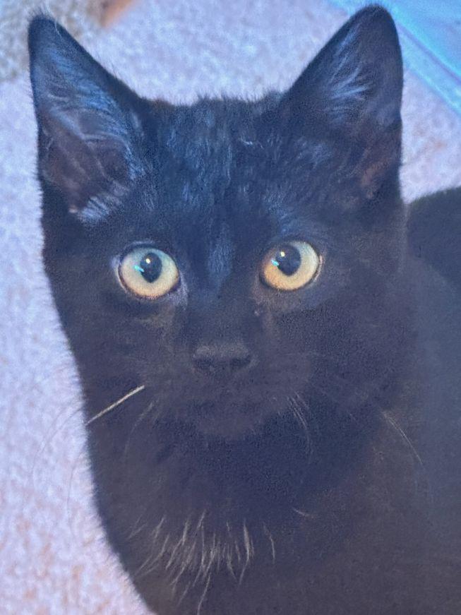 Mitzi, a Adoptable Domestic Short Hair in Carneys Point, NJ image 3/3