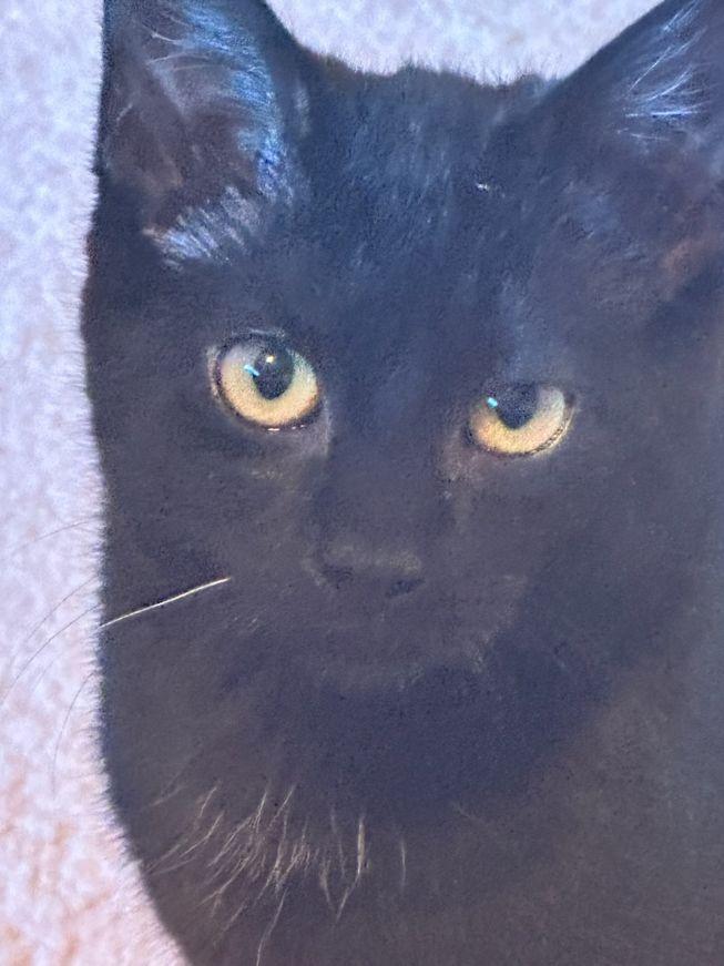 Mitzi, a Adoptable Domestic Short Hair in Carneys Point, NJ image 2/3