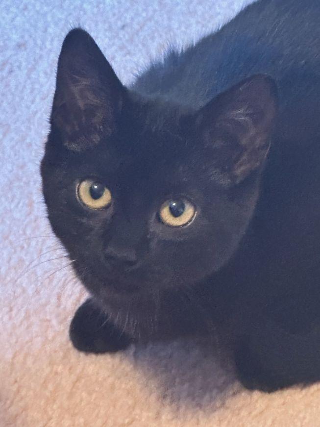Mitzi, a Adoptable Domestic Short Hair in Carneys Point, NJ image 1/3