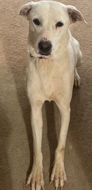 Leona, Adoptable, Adult Female Mixed Breed.