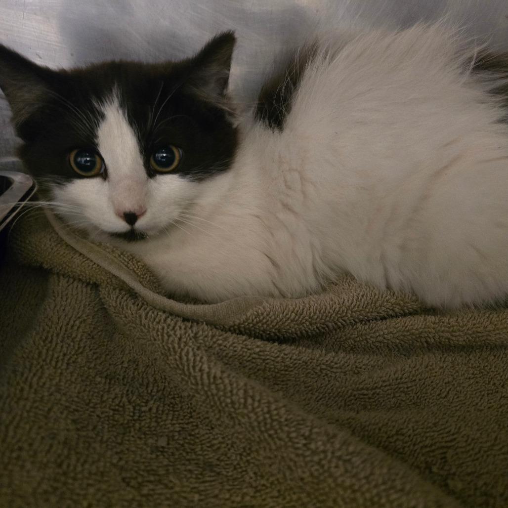 Lisa de fluff, Adoptable, Young Female Domestic Medium Hair.