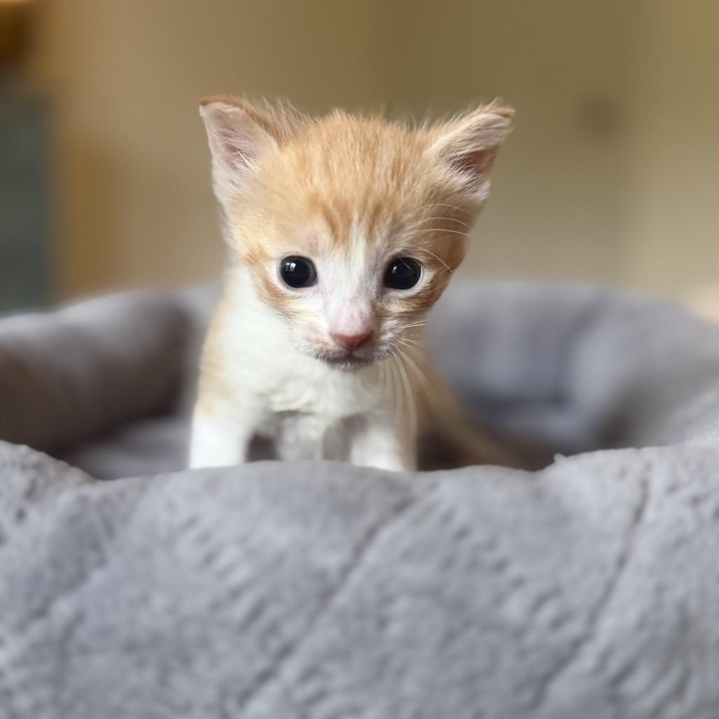 Enlarge Sesame, a Adoptable Domestic Short Hair in Missouri City, TX image 2/2