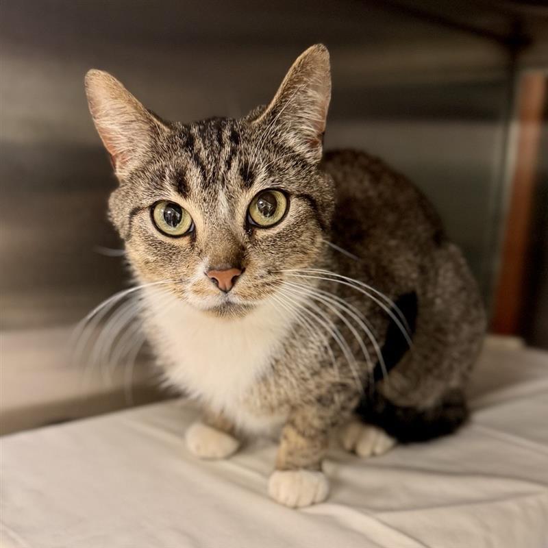 Enlarge Hazel, a ADOPTABLE Domestic Short Hair in Midland, MI image 1/1