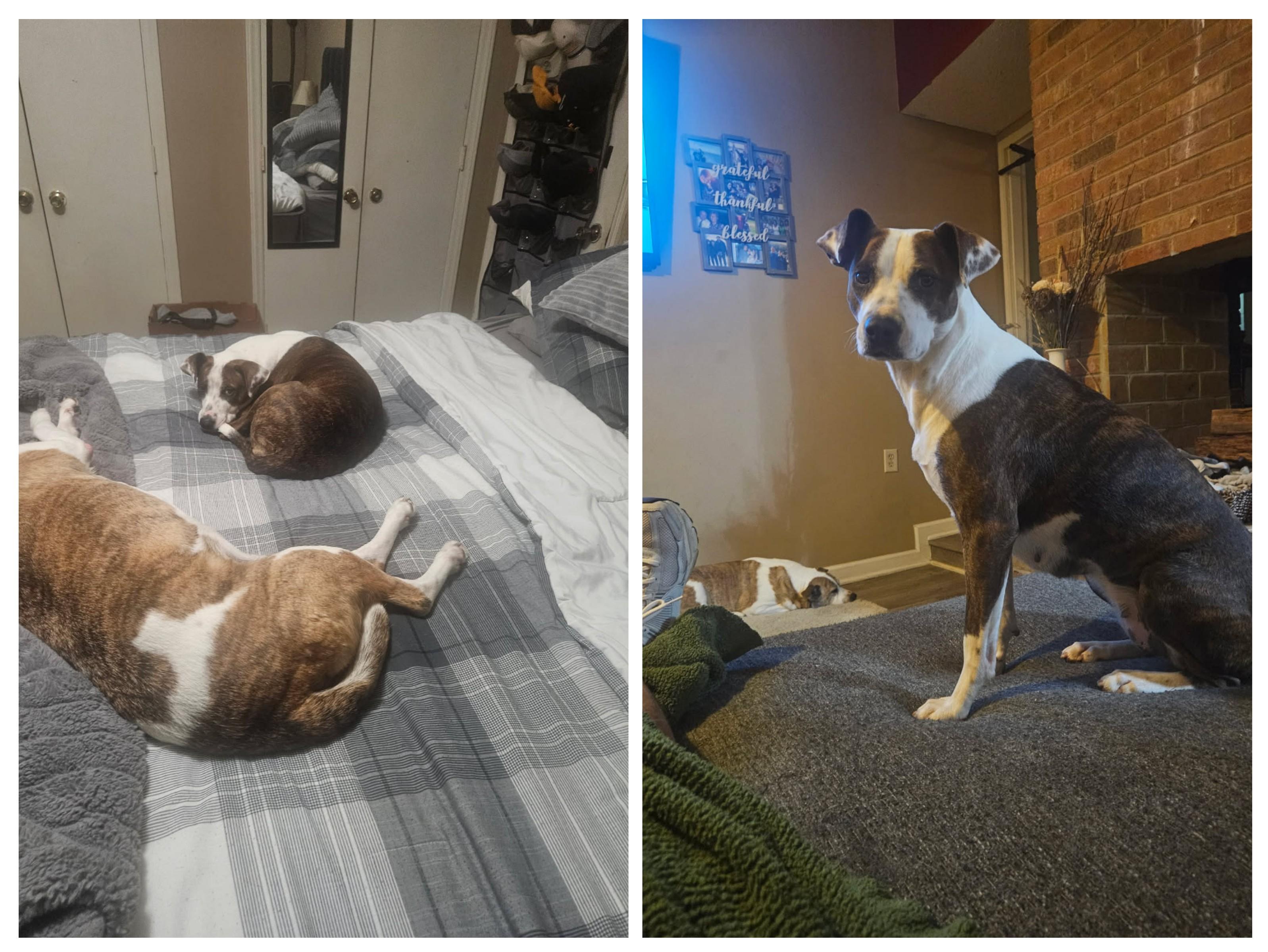 Enlarge Elizabeth, a Adopted mixed breed in Hickory, NC image 5/5