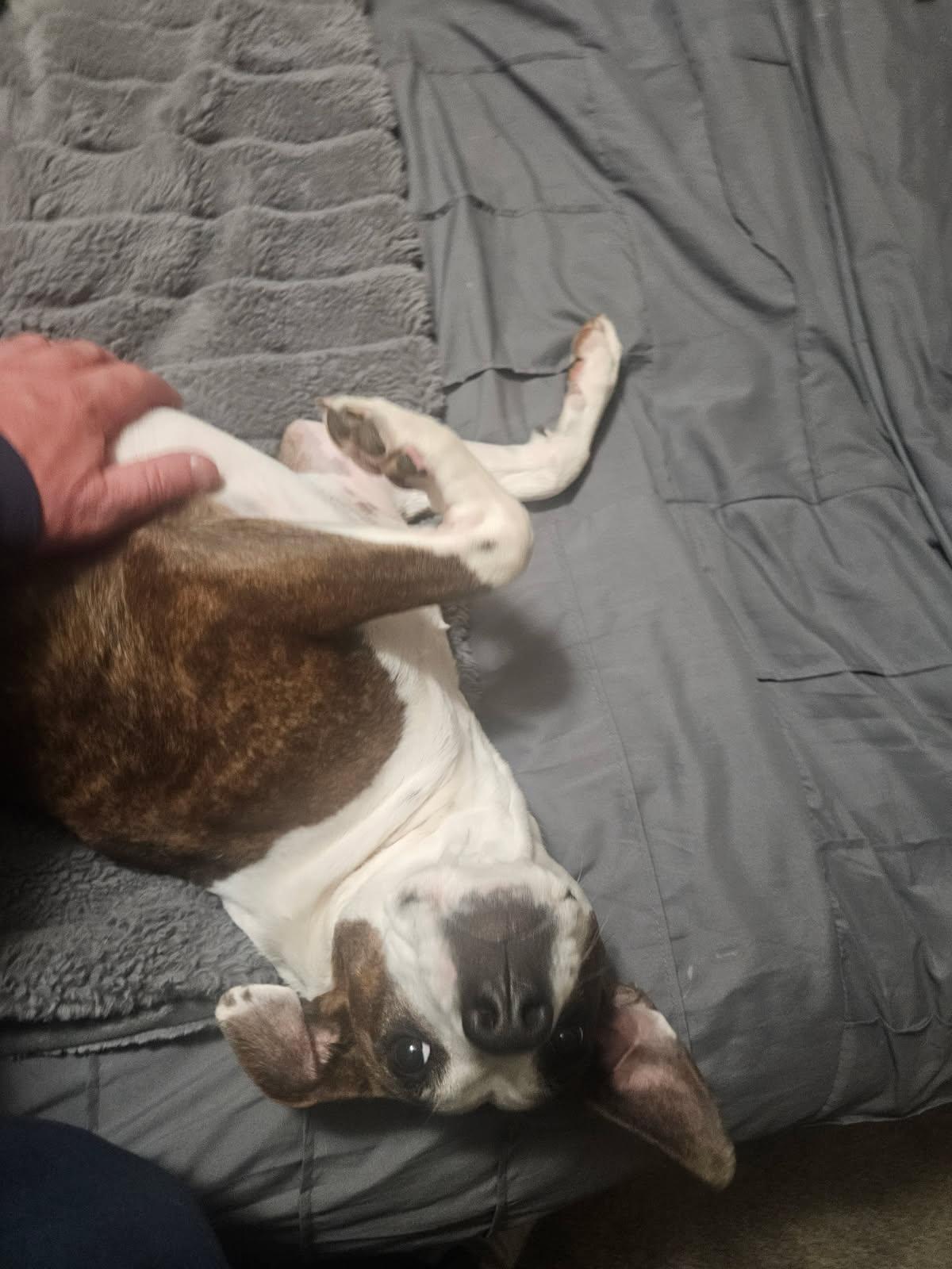 Enlarge Elizabeth, a Adopted mixed breed in Hickory, NC image 2/5