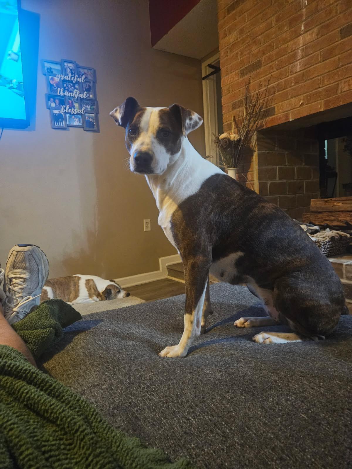 Elizabeth, Adopted, Young Female Plott Hound.