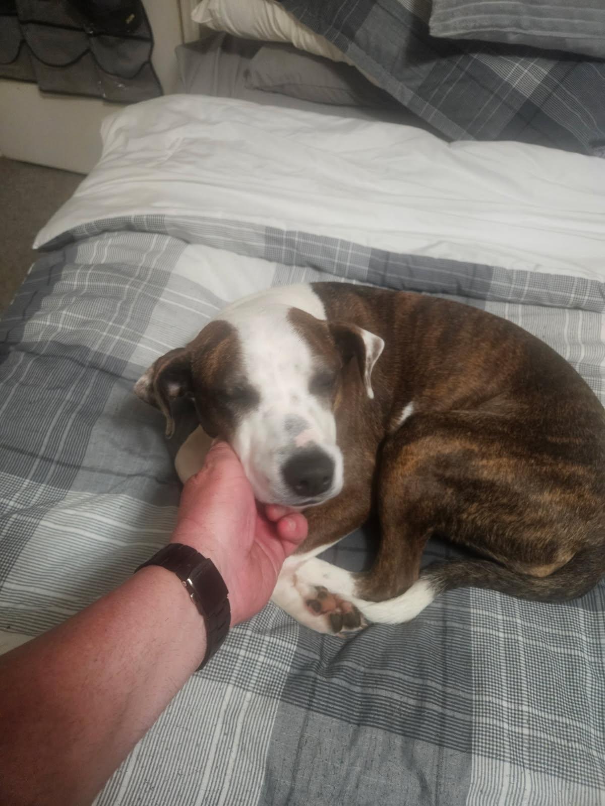 Enlarge Elizabeth, a Adopted mixed breed in Hickory, NC image 3/5