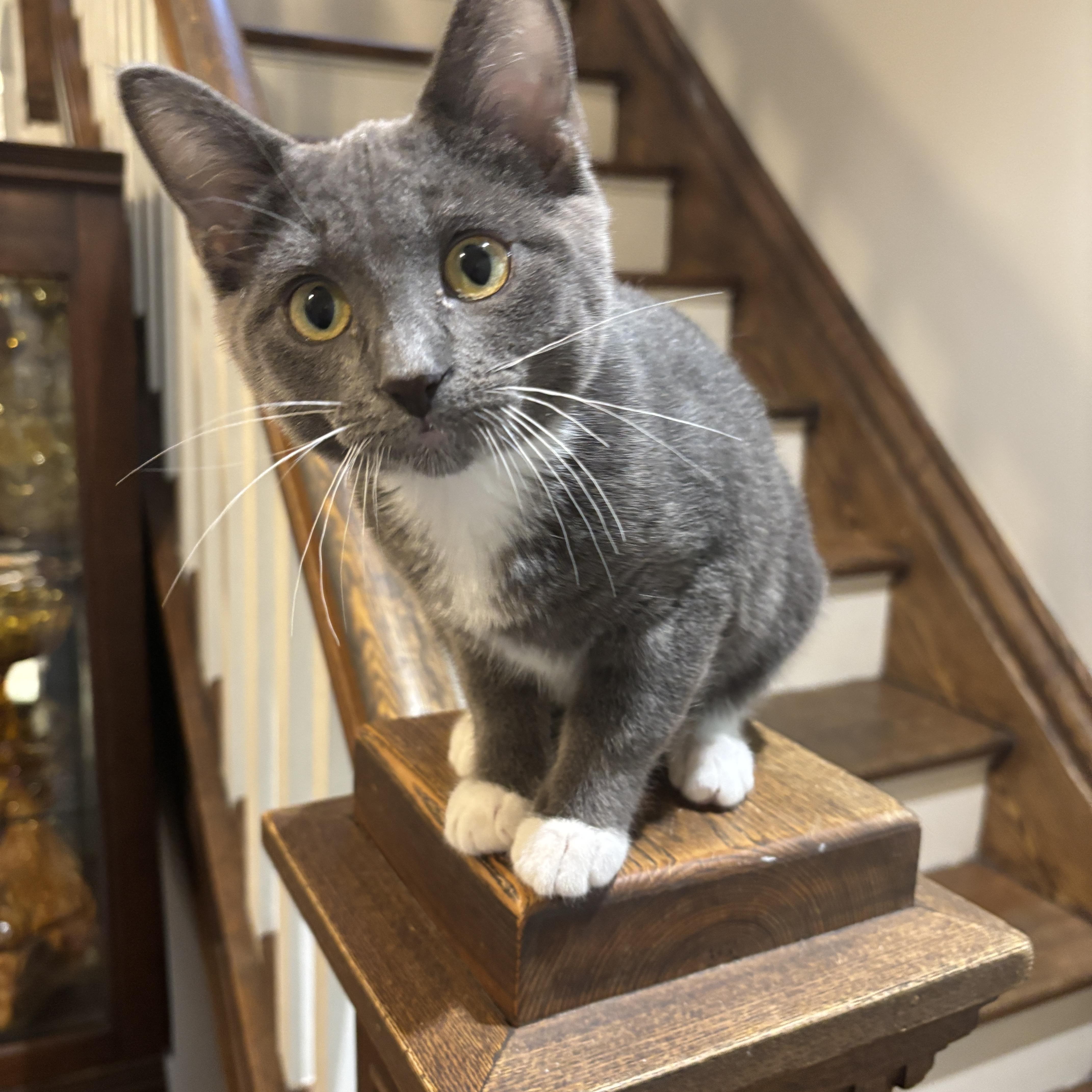 HOLLY, a ADOPTABLE Domestic Short Hair in Shakespeare, ON image 3/5