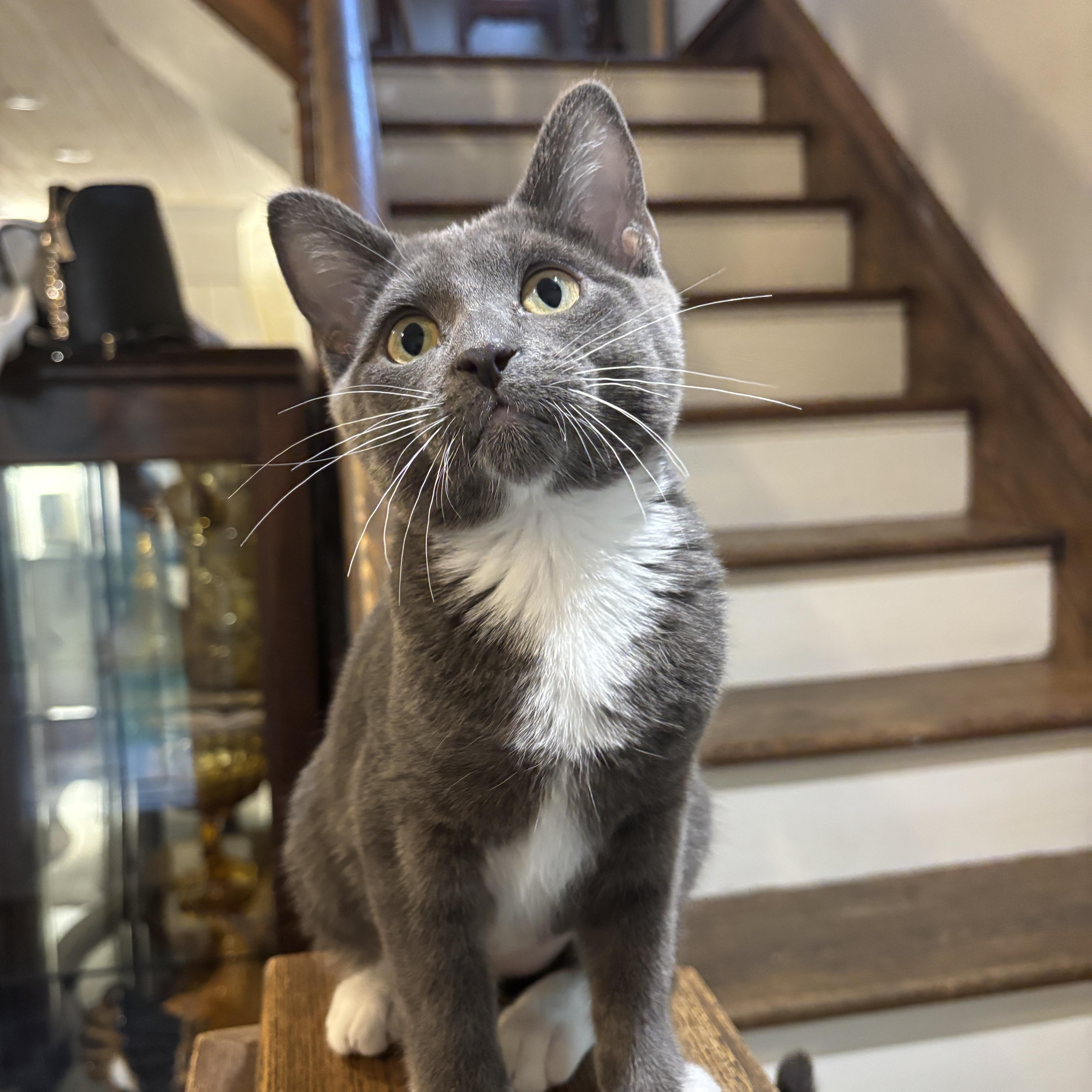 HOLLY, a ADOPTABLE Domestic Short Hair in Shakespeare, ON image 4/5
